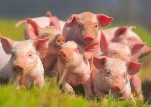 Биологические особенности свиней