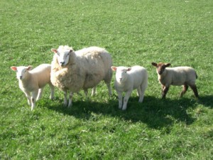 Продукция овцеводства - Физические свойства шерсти