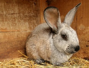 Гигиена содержания кроликов в домашних условиях