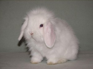 Несколько интересных фактов про кроликов