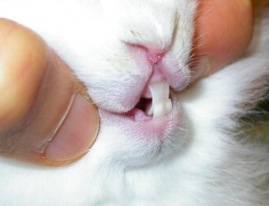 Как работают зубы кролика