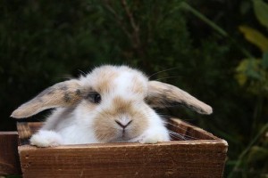 Кроликовые фермы, что надо знать и учитывать