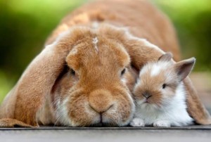 Обзор кроликов и определение пола