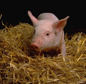 Биологические особенности свиней - органы