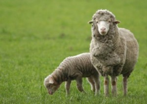 Биологические особенности овец - Особенности роста и развития