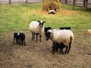 Биологические особенности овец - Пищеварение