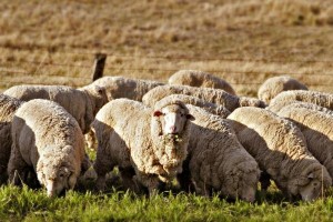 Биологические особенности овец - Поведенческие особенности