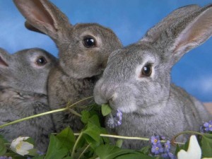 Основные правила кормления кроликов