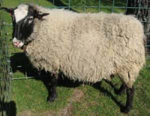 Биологические особенности овец - Приспособительные качества