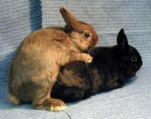 Продолжительность беременности крольчих