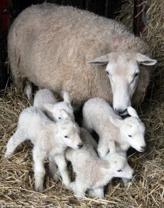 Биологические особенности овец - Размножение