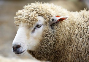 Продукция овцеводства - Виды шерсти
