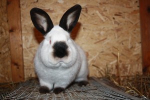 Содержание кролей в механизированных крольчатниках