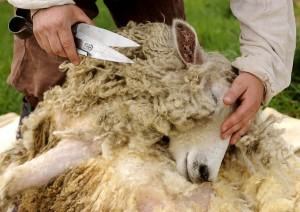 Продукция овцеводства - Стрижка овец