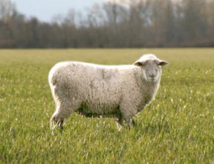 Продукция овцеводства - Схема строения волосяного фолликула (пояснения)