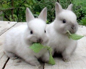 Растения, ядовитые для кроликов