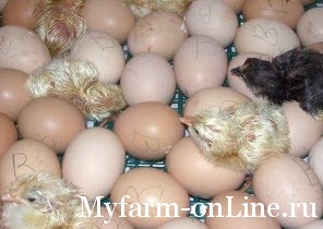 Правильная инкубация яиц
