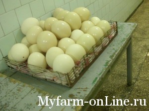 Инкубирование страусиных яиц