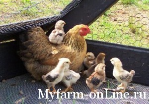 Выращивание инкубаторных цыплят