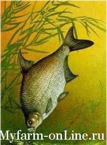 Общая характеристика рыб