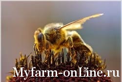 Антибиотики и их использование в пчеловодстве