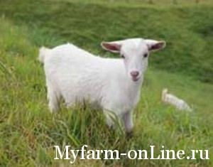 Биологические особенности коз