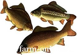 Совместное выращивание нескольких видов рыб (поликультура)