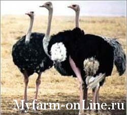 Респираторные заболевания страусов