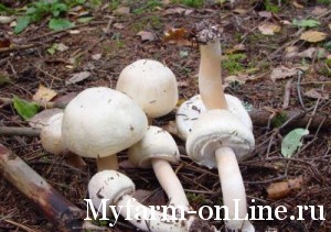 Набивка компоста и посадка грибницы
