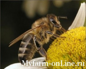 Правильные пермские пчелы делают правильный мед