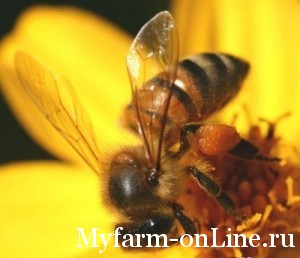 Совмещение пчеловодства с другими видами сельского хозяйства