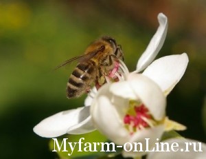 Пыльца как основная кормовая база пчел