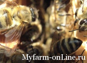 Соединение пчелиных семей