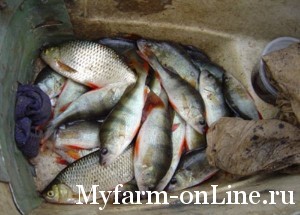Влияние окружающей среды на выращивание рыб в садках