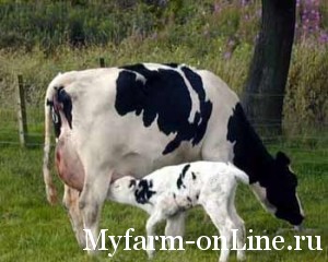 Факторы, влияющие на уровень молочной продуктивности коровы