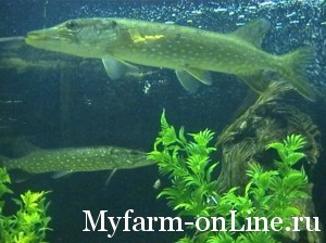 Роль кислорода в жизнедеятельности рыб
