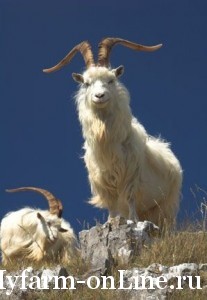 Происхождение и биологические особенности коз