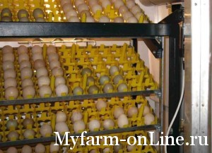 Сбор, хранение и сортировка яиц страуса