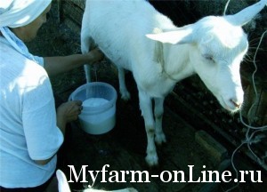 Молочное козоводство
