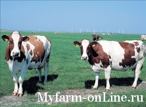 Приручение, доместикация и изменения крупного рогатого скота