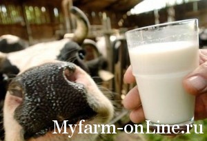Жирность молока у коров