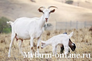 Как выбрать хорошую молочную козу