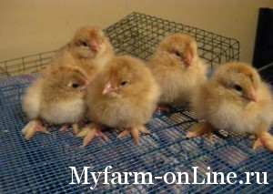 Контроль за выращиванием цыплят и их оценка по экстерьеру