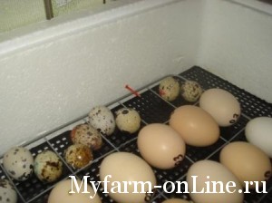 Контролируем гусиные яйца