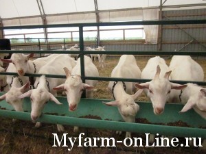 Кормление молочной козы и козлов-производителей