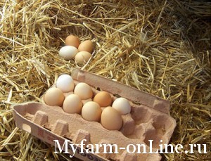 Сбор и хранение куриных яиц