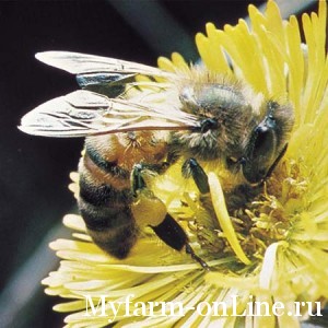 Что делать, если Вас ужалила пчела