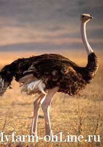 Нервные (опорно-двигательные) заболевания страусов