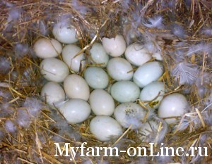 Насиживание утиных яиц