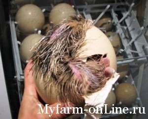 Овоскопирование яиц страуса